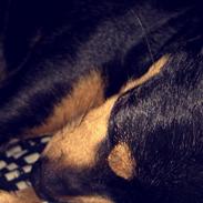 Dvaergpinscher Måns