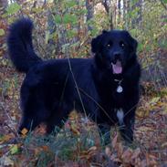 Newfoundlænder Balder