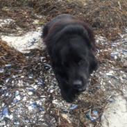 Newfoundlænder Balder