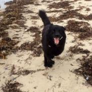 Newfoundlænder Balder