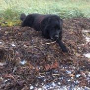 Newfoundlænder Balder