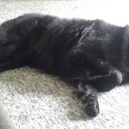 Newfoundlænder Balder