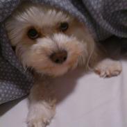 Coton de tulear Mischey