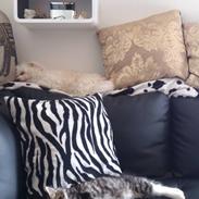 Coton de tulear Mischey