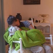 Coton de tulear Mischey