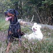 Coton de tulear Mischey
