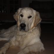 Golden retriever Harley