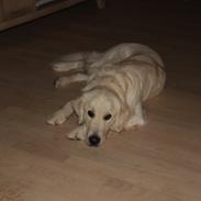 Golden retriever Harley