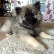 Keeshond Karma