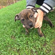 Staffordshire bull terrier Shako