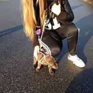 Staffordshire bull terrier Shako