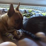 Fransk bulldog Baloo