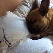 Fransk bulldog Baloo