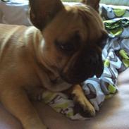 Fransk bulldog Baloo