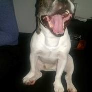 Fransk bulldog Samson