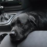 Labrador retriever Nico