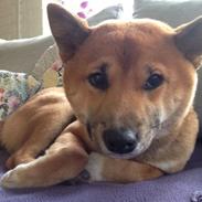 Shiba Shiba
