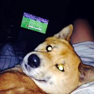 Shiba Shiba