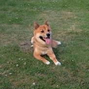 Shiba Shiba