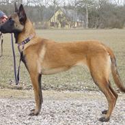 Malinois Era