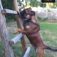 Olde english bulldogge Lise