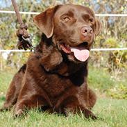 Labrador retriever Max (Verdens bedste hund) <3