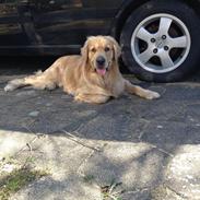 Golden retriever basse