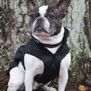 Fransk bulldog Samson