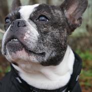 Fransk bulldog Samson