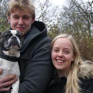 Fransk bulldog Samson