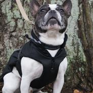 Fransk bulldog Samson