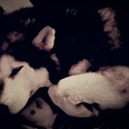 Alaskan malamute molli