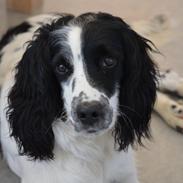 Engelsk springer spaniel Sitto