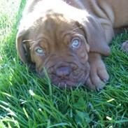 Dogue de bordeaux Odin