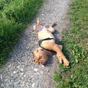 Dogue de bordeaux Odin