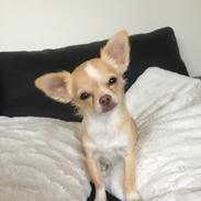 Chihuahua Frida