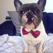 Fransk bulldog Olly