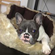 Fransk bulldog Olly