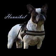Fransk bulldog Hannibal