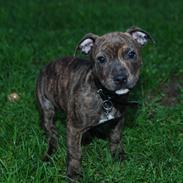 Staffordshire bull terrier Shako