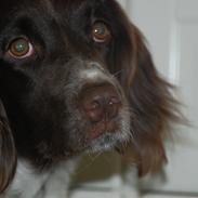 Kleiner münsterländer Silja