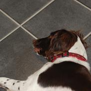 Kleiner münsterländer Silja