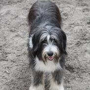 Blanding af racer Toffy