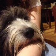 Blanding af racer Toffy