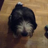 Blanding af racer Toffy