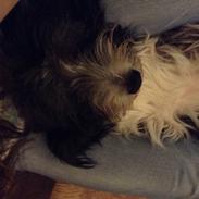 Blanding af racer Toffy