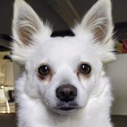 Blanding af racer Snowflake