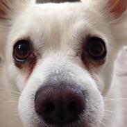 Blanding af racer Snowflake