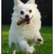 Blanding af racer Snowflake