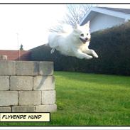 Blanding af racer Snowflake